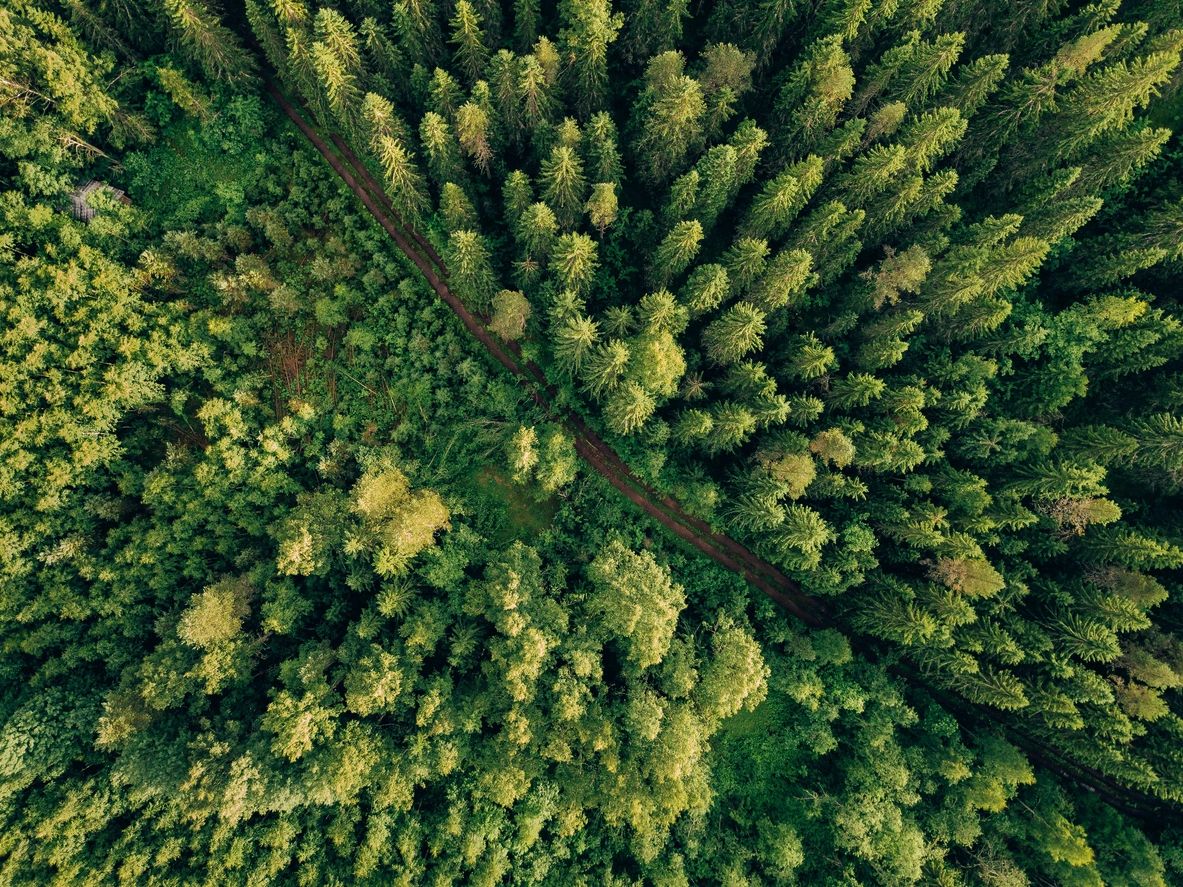 Aerial view of dense coniferous forest on Tide Creek Road area, Columbia County, Oregon